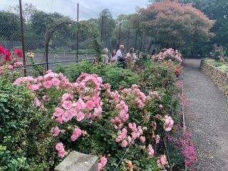 SW in Bloom Rose Walk